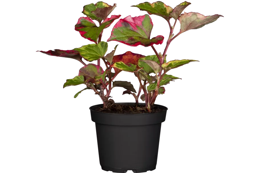 Houttuynia cordata 'Chameleon'