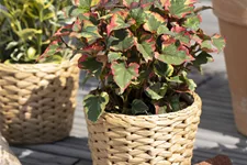 Houttuynia cordata 'Chameleon'