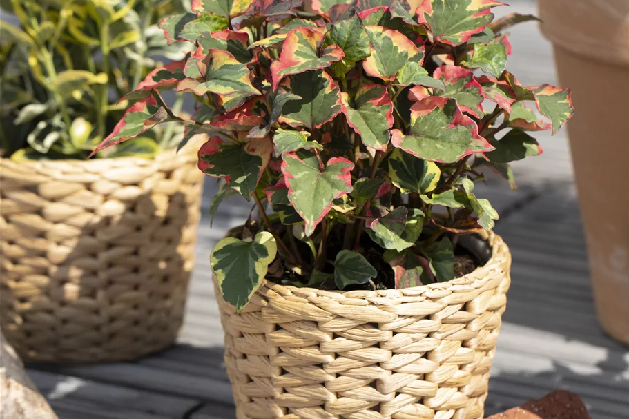 Houttuynia cordata 'Chameleon'