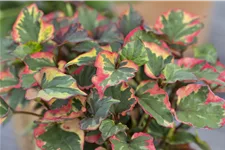 Houttuynia cordata 'Chameleon'