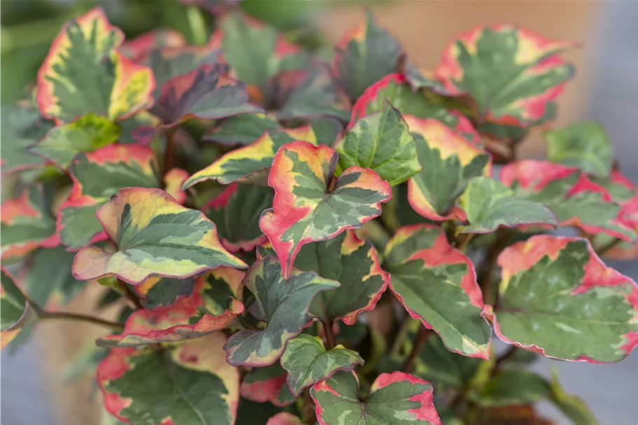 Houttuynia cordata 'Chameleon'