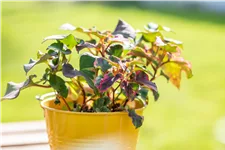 Houttuynia cordata 'Chameleon'