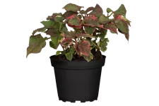 Houttuynia cordata 'Chameleon'