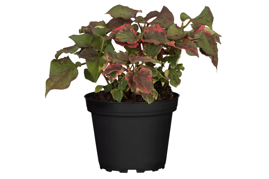 Houttuynia cordata 'Chameleon'