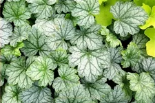 Heuchera 'Paris'