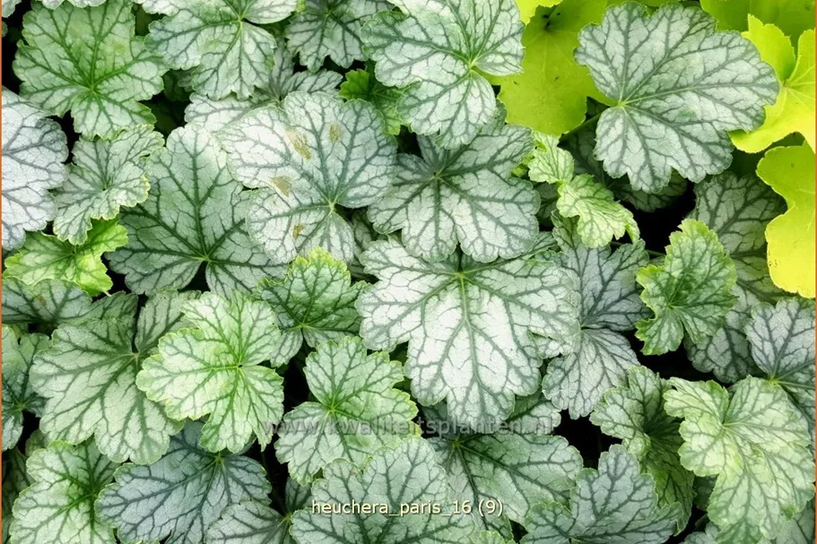 Heuchera 'Paris'
