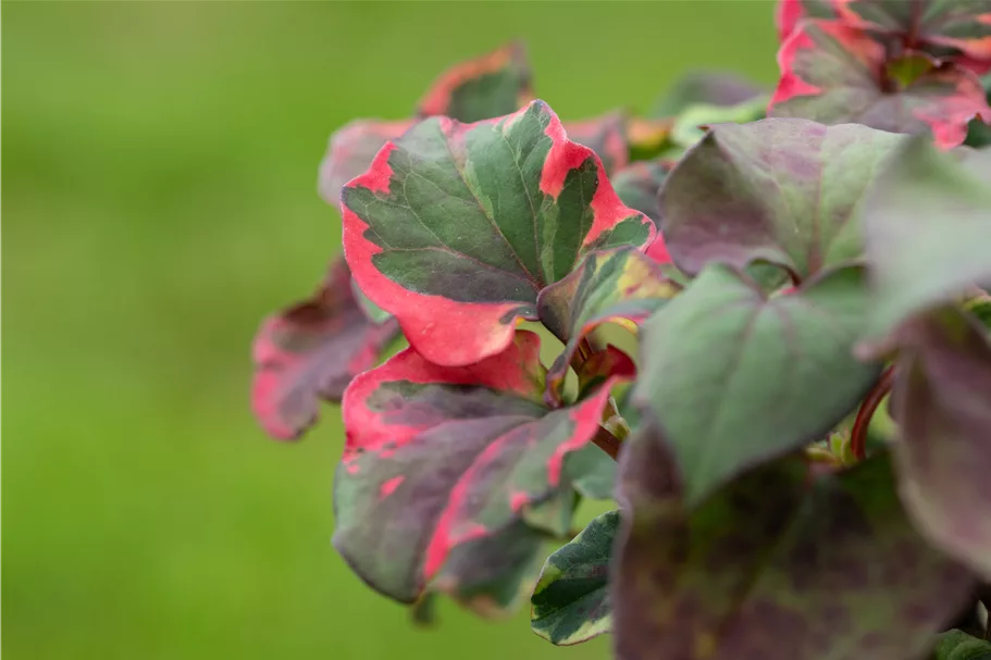 Houttuynia cordata 'Chameleon'
