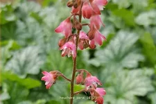 Heuchera 'Paris'