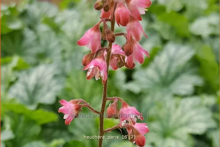 Heuchera 'Paris'