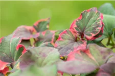 Houttuynia cordata 'Chameleon'