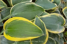Hosta 'Autumn Frost'®