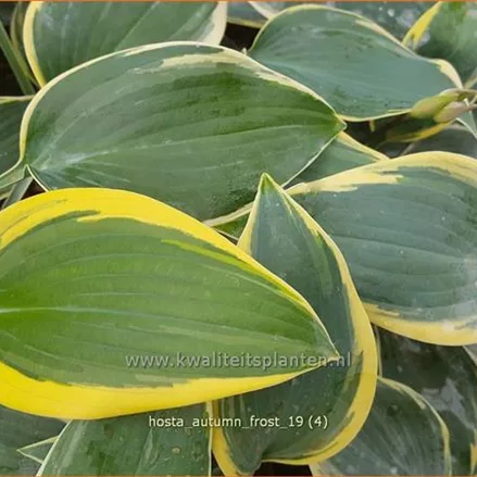Hosta 'Autumn Frost'®