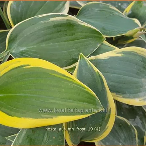 Hosta 'Autumn Frost'®
