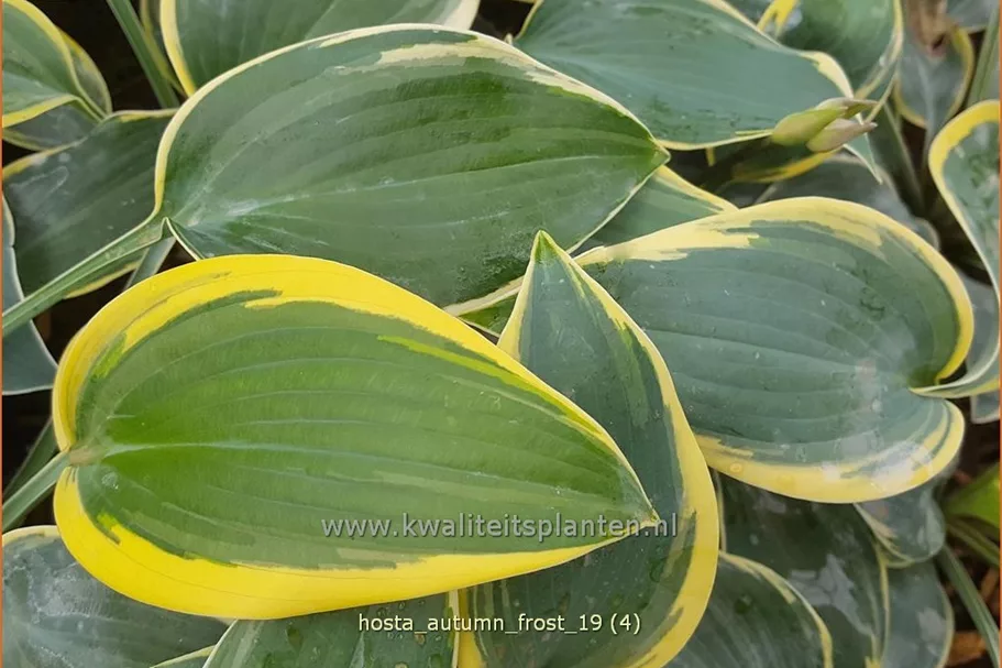 Hosta 'Autumn Frost'®