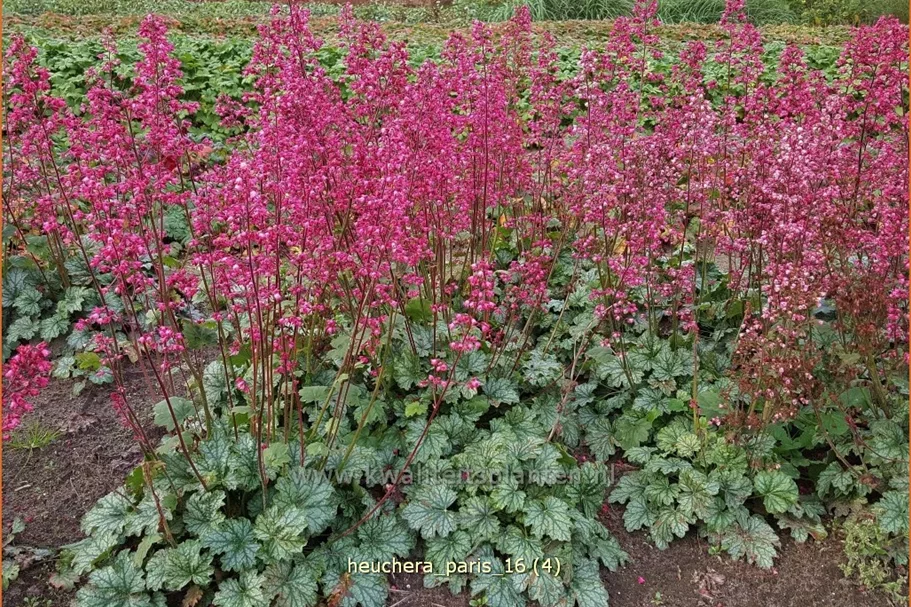 Heuchera 'Paris'