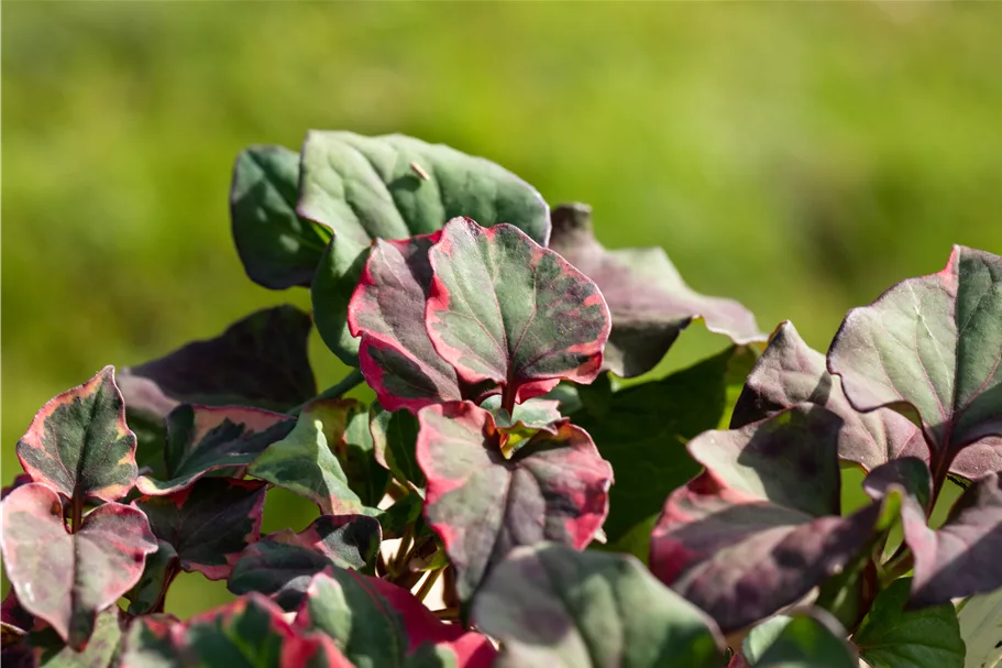 Houttuynia cordata 'Chameleon'