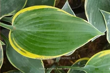 Hosta 'Autumn Frost'®