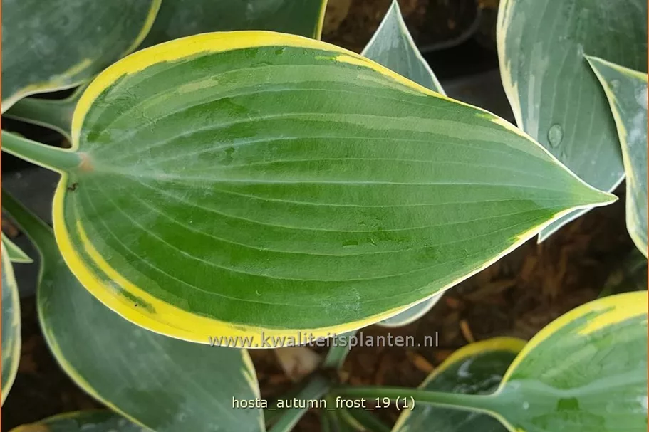 Hosta 'Autumn Frost'®