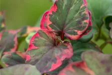 Houttuynia cordata 'Chameleon'