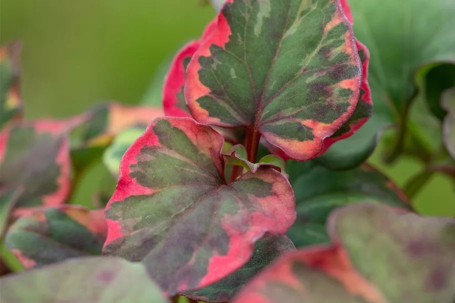 Houttuynia cordata 'Chameleon'