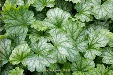 Heuchera 'Paris'