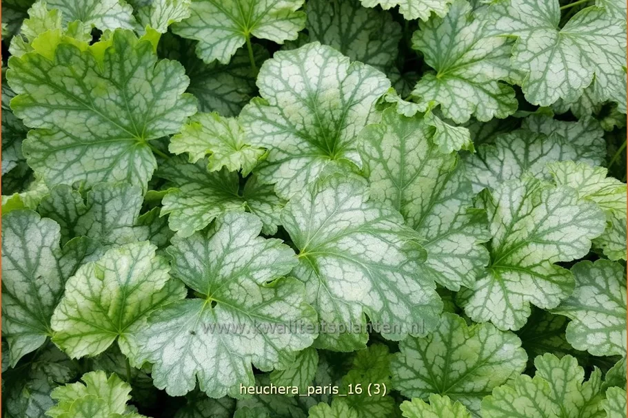 Heuchera 'Paris'