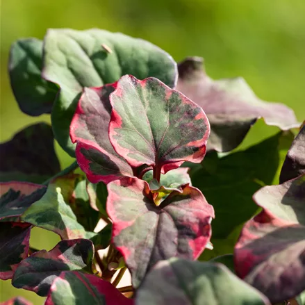 Houttuynia cordata 'Chameleon'