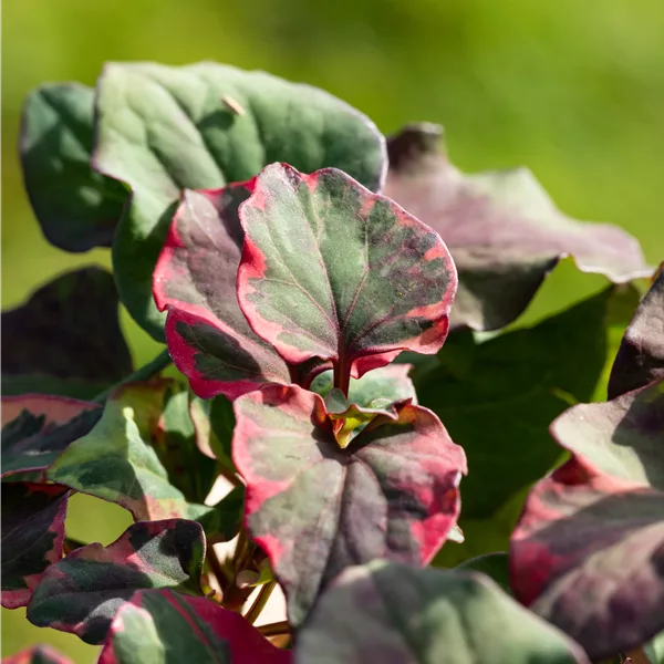 Houttuynia cordata 'Chameleon'