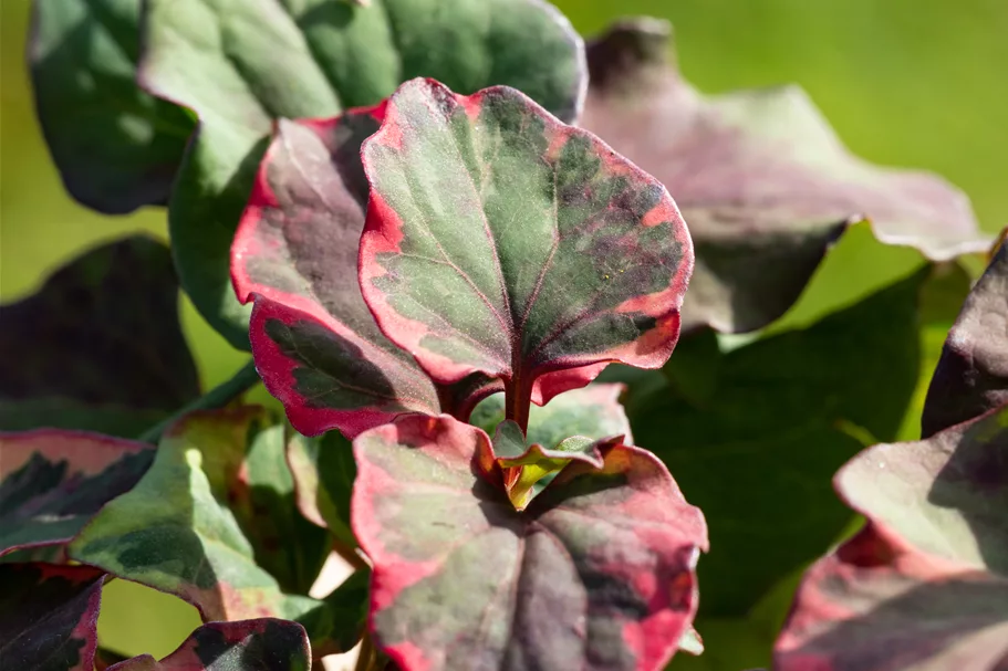 Houttuynia cordata 'Chameleon'