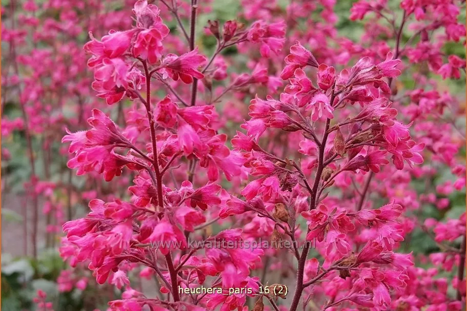 Heuchera 'Paris'