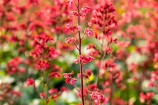 Heuchera 'Paris'