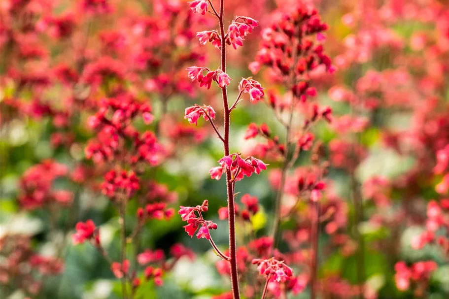 Heuchera 'Paris'
