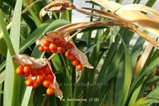 Iris foetidissima