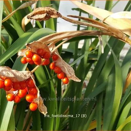 Iris foetidissima