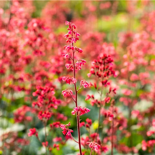 Heuchera 'Paris'