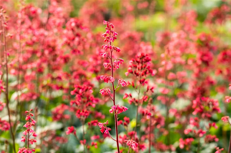Heuchera 'Paris'