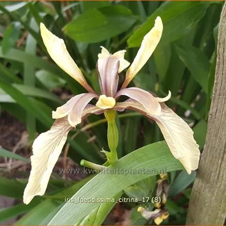 Iris foetidissima 'Citrina'