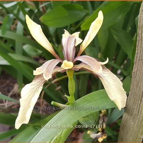 Iris foetidissima 'Citrina'
