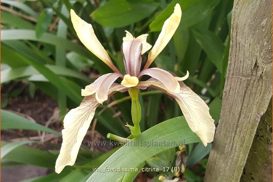 Iris foetidissima 'Citrina'