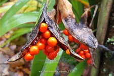 Iris foetidissima 'Citrina'