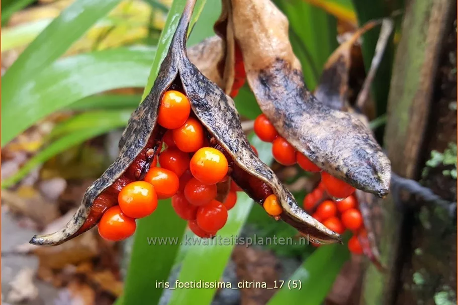 Iris foetidissima 'Citrina'