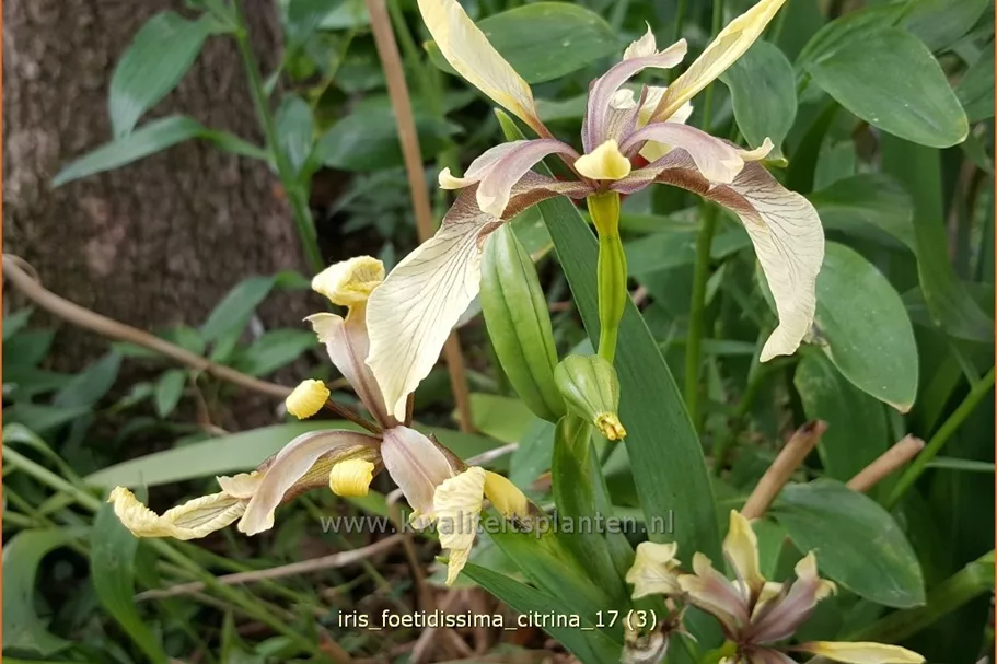 Iris foetidissima 'Citrina'
