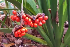 Iris foetidissima 'Citrina'