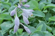 Hosta sieboldiana 'Big Daddy'