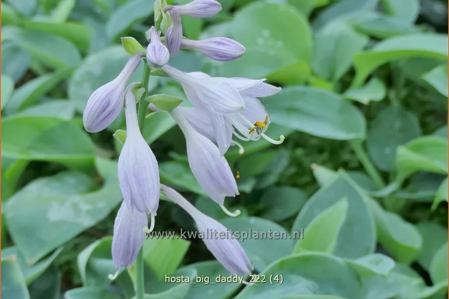 Hosta sieboldiana 'Big Daddy'