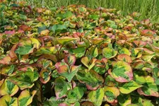 Houttuynia cordata 'Joker´s Gold'
