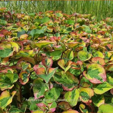 Houttuynia cordata 'Joker´s Gold'