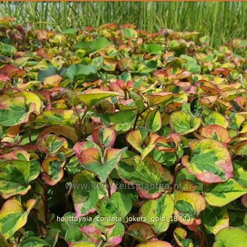 Houttuynia cordata 'Joker´s Gold'