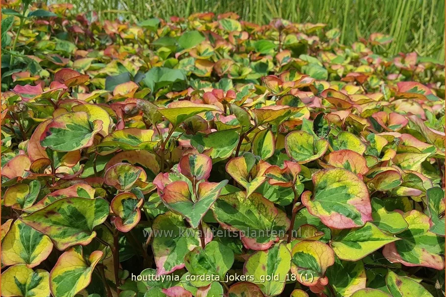 Houttuynia cordata 'Joker´s Gold'