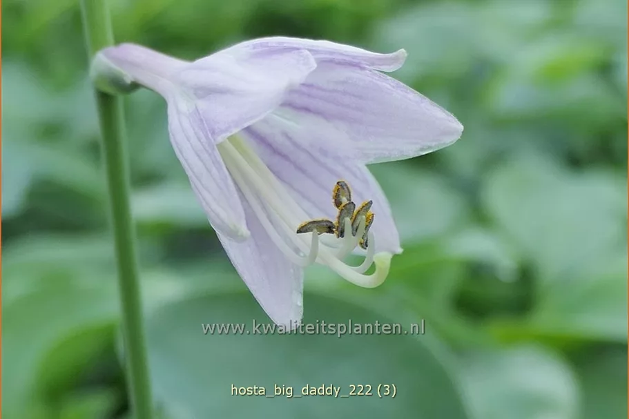 Hosta sieboldiana 'Big Daddy'
